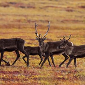 Autorondreis Canada | Yukon & Alaska