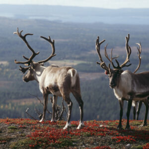 Autorondreis Fins Lapland