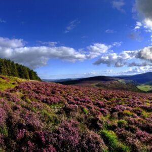 Autorondreis Hoogtepunten van Zuidoost-Ierland - Keuzedeal